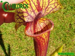 MK F101 Sarracenia Flava var. ornata