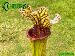 MK H354 Sarracenia x 'TAPESTRY' 