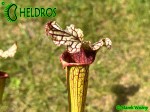 MK H354 Sarracenia x 'Tapestry' Kapturnica