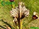 MK H354 Sarracenia x 'Tapestry' Kapturnica