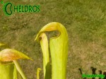 MK H74 Sarracenia x minata (minor x alata)