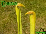 MK H74 Sarracenia x minata (minor x alata)