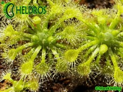 Drosera LEUCOSTIGMA﻿ ﻿all green form