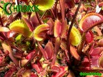 Muchołówka Dionaea Muscipula GOLDSTRIKE