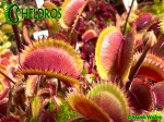 Muchołówka Dionaea Muscipula GOLDSTRIKE
