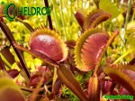 Muchołówka Dionaea Muscipula GOLDSTRIKE