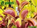 Muchołówka Dionaea Muscipula GOLDSTRIKE