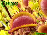 Muchołówka Dionaea Muscipula GOLDSTRIKE