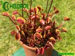 Muchołówka Dionaea Muscipula GOLDSTRIKE