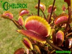 Muchołówka Dionaea Muscipula GOLDSTRIKE