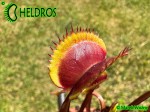 Muchołówka Dionaea Muscipula GOLDSTRIKE