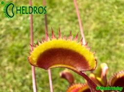 Dionaea Muscipula GOLDSTRIKE