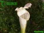 Sarracenia Leucophylla var. Alba "Hurricane Creek White"