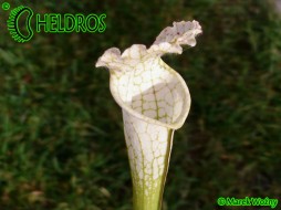 Sarracenia Leucophylla var. Alba "Hurricane Creek White" - seed grown plant