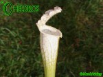 Sarracenia Leucophylla var. Alba "Hurricane Creek White"