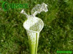 Sarracenia Leucophylla var. Alba "Hurricane Creek White"