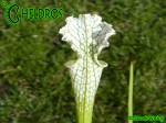 Sarracenia Leucophylla var. Alba "Hurricane Creek White"