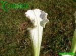 Sarracenia Leucophylla var. Alba "Hurricane Creek White"