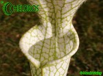 Sarracenia Leucophylla var. Alba "Hurricane Creek White"