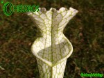 Sarracenia Leucophylla var. Alba "Hurricane Creek White"