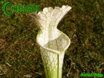Sarracenia Leucophylla var. Alba "Hurricane Creek White"