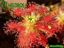 Drosera ROSEANA