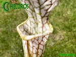 Sarracenia Leucophylla KW clone SL8