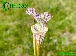 Sarracenia Leucophylla KW clone SL8