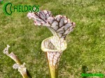Sarracenia Leucophylla KW clone SL8