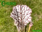 Sarracenia Leucophylla KW clone SL8