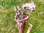 Sarracenia Leucophylla KW clone SL8
