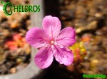 Drosera LASIANTHA gemmae