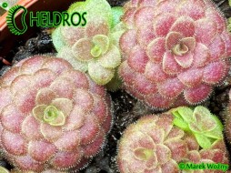 Pinguicula LAUEANA (Crimson red flower)