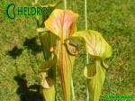 MK O7 Sarracenia Oreophila Sand Mountain