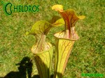 MK O7 Sarracenia Oreophila Sand Mountain