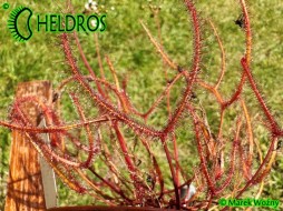 DROSERA BINATA Desert Road, Waihohonu - 20 seeds