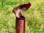 MK A39 Sarracenia Alata var. nigropurpurea