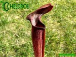MK A39 Sarracenia Alata var. nigropurpurea