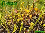 Drosera-Binata-spring-dormancy