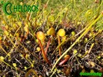 Drosera-Binata-spring-dormancy