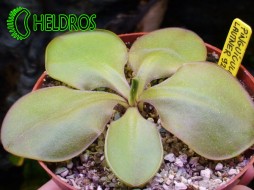 Pinguicula LAUTNER 92/52 - big clone