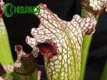 SARRACENIA LEUCOPHYLLA WhiteRed