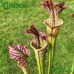 MK H83 Sarracenia x moorei