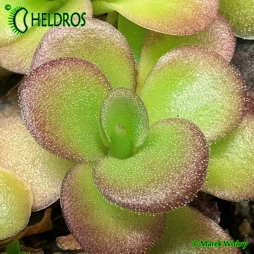 Pinguicula AGNATA 'EKUMA'