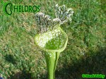 MK H181 Kapturnica Sarracenia x excellens x leucophylla AS SX14 2006