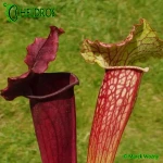 Kapturnica Sarracenia EVENDINE MK H54