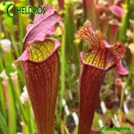 Kapturnica Sarracenia EVENDINE MK H54