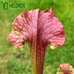 Kapturnica Sarracenia EVENDINE MK H54
