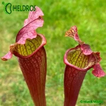 Kapturnica Sarracenia EVENDINE MK H54