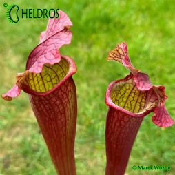 MK H54 Sarracenia x 'EVENDINE'